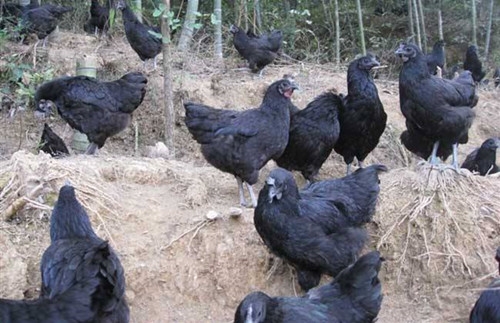 散养绿壳蛋鸡10000只的利润是多少?适合养殖