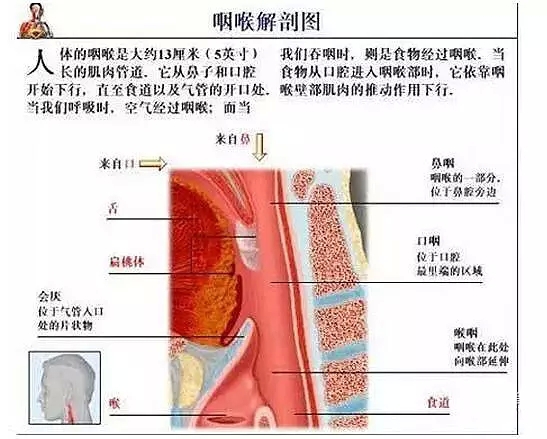 首大张洋:现代人的"大众病"—咽喉炎