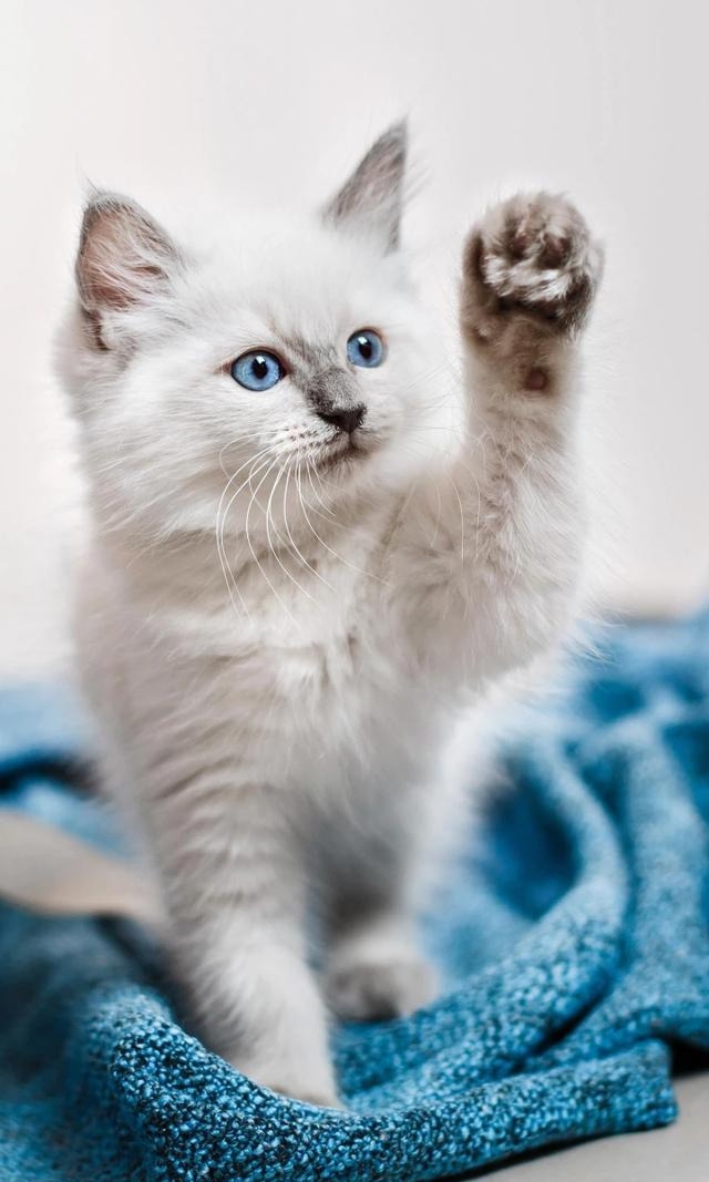 猫咪一直打喷嚏怎么办