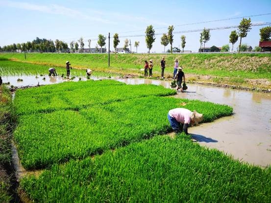 2019年水稻种植者补贴仍在实行 变的只是补贴