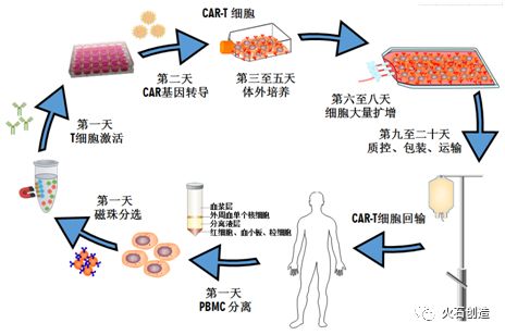 car-t 细胞免疫治疗流程图