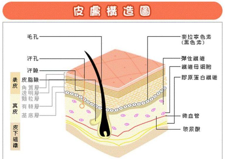 小S公开承认这些地方是整的！她是又喝多了吗？