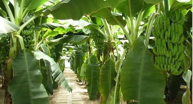 手脚爆皮、开裂?一瓶泰国古方修护膏全部解决