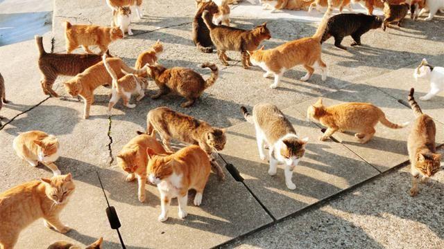 日本猫岛上猫比人多,吸引大量游客前往