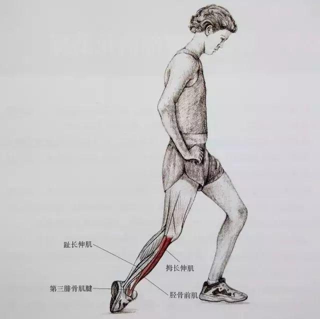 肌肉紧张显小腿粗,小腿拉伸图解告别疙瘩腿!