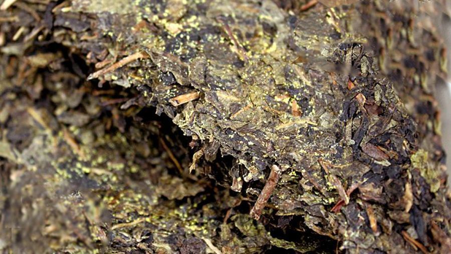 还分不清茶叶的金花,白霜,霉变?一文秒懂!
