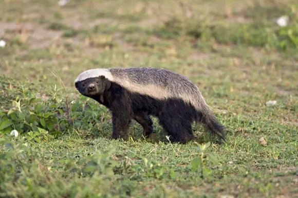 马云这个平头哥太狠了