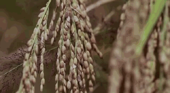 曾多次被安利的网红年糕，久煮不糊，Q弹不粘黏，年味必备｜最生活