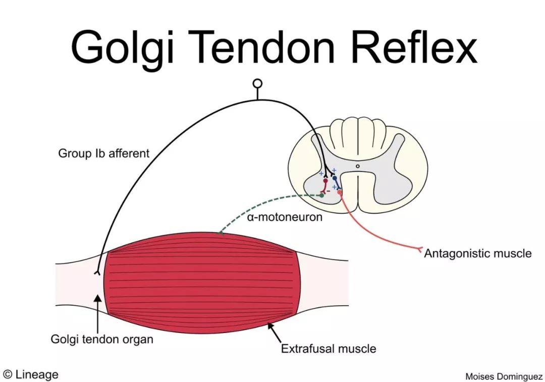 两者均发生在当一定的肌肉收缩时,因为刺激高尔基腱器官(golgi tendon