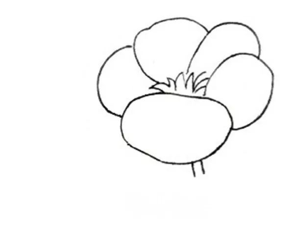 国画白描酢浆草的绘画技法教程