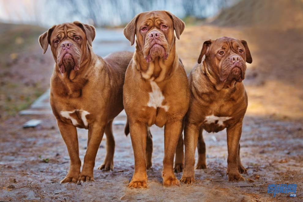 世界上最大的狗都有哪些?爱尔兰猎狼犬甚至可以扑杀野狼