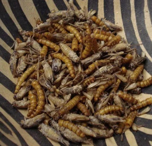 欧美评的8种恶心食物,有一种在中国是八珍之一,营养还没鸡蛋高