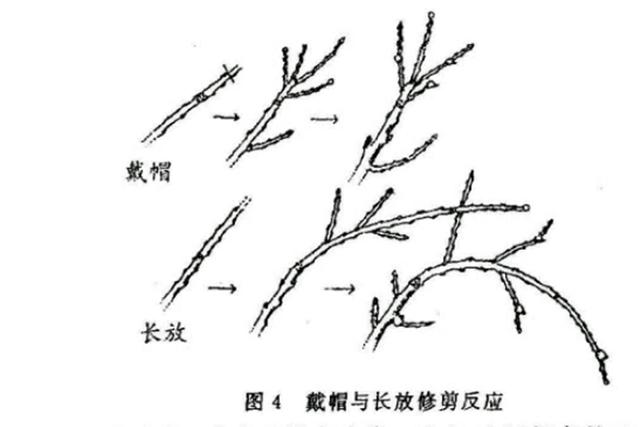 苹果树栽培技术|苹果树简化省工整形修剪法