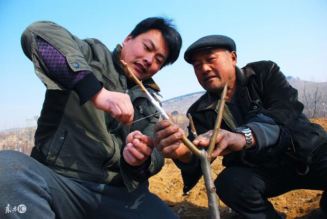 果头领 果树嫁接成活原理