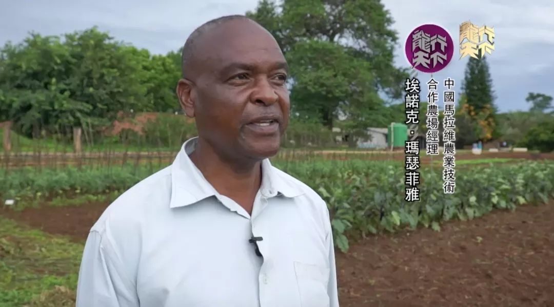 中国马拉维农业技术合作农场经理 埃诺克·玛瑟菲雅:"我们在