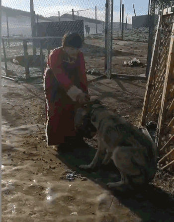 贪狼少女玩命直播