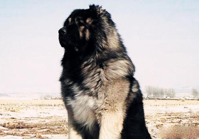 二十种猛犬排名,进一步感受巨无霸的魅力