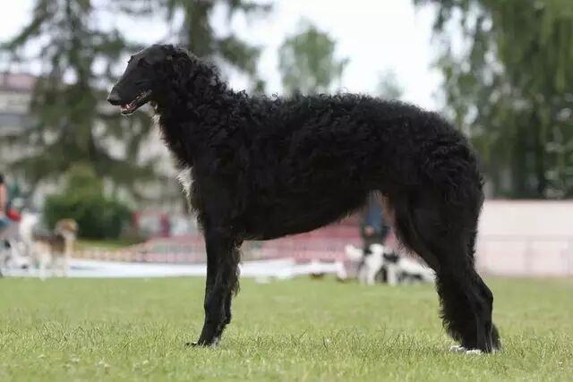 二十种猛犬排名,进一步感受巨无霸的魅力