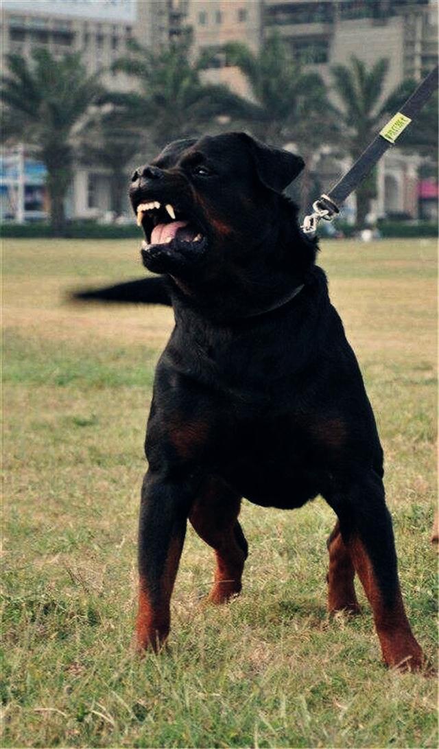 世界上最受欢迎的护卫猛犬排行榜
