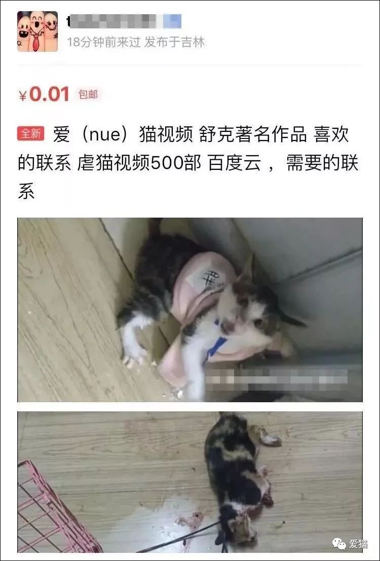 心痛!《中国特色四大养猫悲剧》让我们一起终结吧!