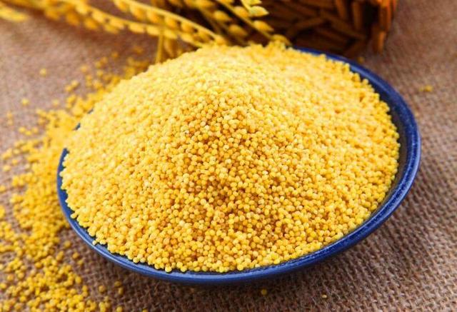 小米虽小,营养却大!黄小米有6大功效,如何挑选优质黄小米?