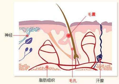头发毛囊受损还能长出头发吗?北京毛囊移植有用吗?