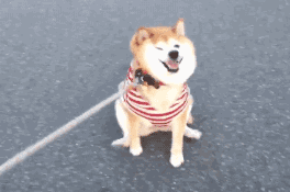 柴犬的屁股会说话?!请了解我可爱屁股背后的语言