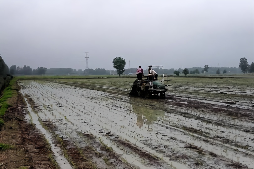 农田里的高速插秧机，3人操作，解放农村劳动力