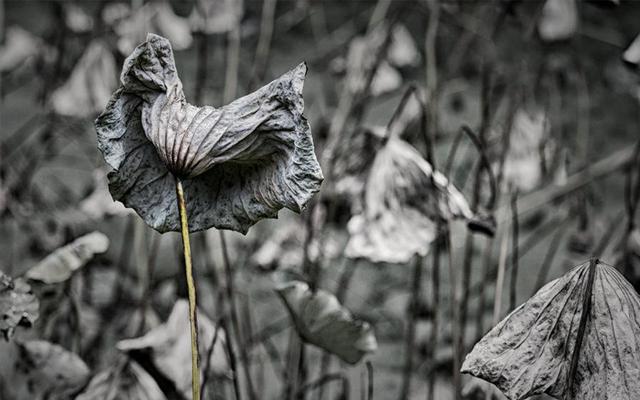 裁员潮下,何去何从?来自苏轼《赠刘景文》的启迪