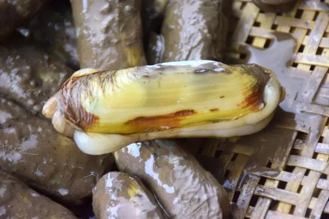 肥腴鲜甜,错过现在的蛏子,等于错过春天!