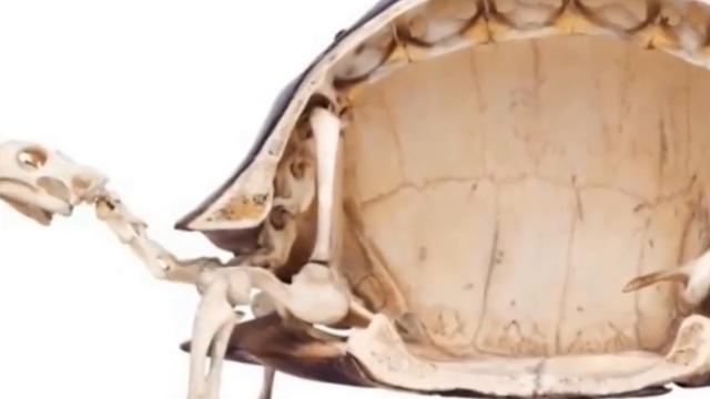 乌龟可以没有龟壳吗?解剖以后一探猫腻,网友: 构造太复杂__凤凰网
