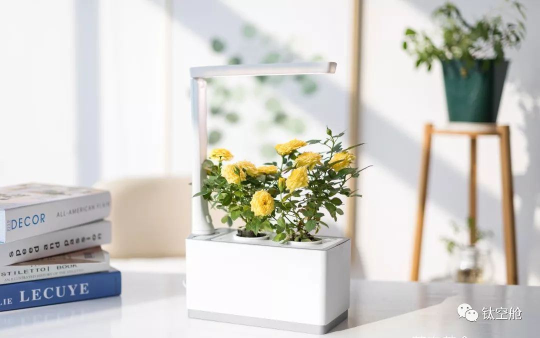 能当台灯，能养花，无土养殖智能养花机，开启养花新模式 | 钛空舱