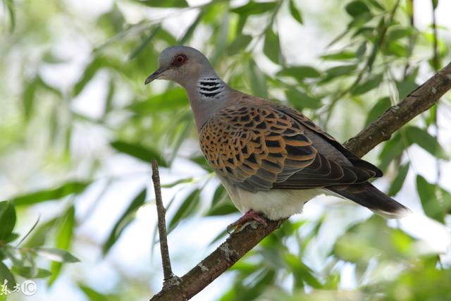 这只鸟形似鸽子却不是鸽子