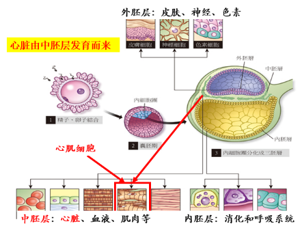 胚盘有三层细胞层,腹侧为内胚层,与卵黄囊相接;背侧为外胚层,与羊