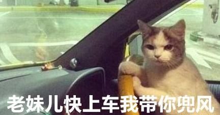请Ella女士克制一下
