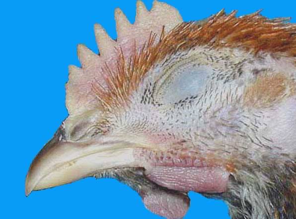 33fff81e414347cda8e57d9328e97fc1.jpg 33fff81e414347cda8e57d9328e97fc1.jpg