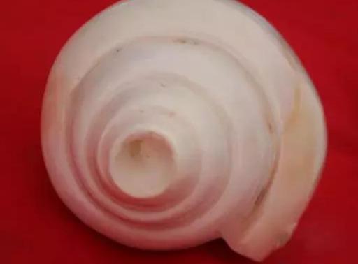 梵林文化-佛教中即是法器又是供品的海螺