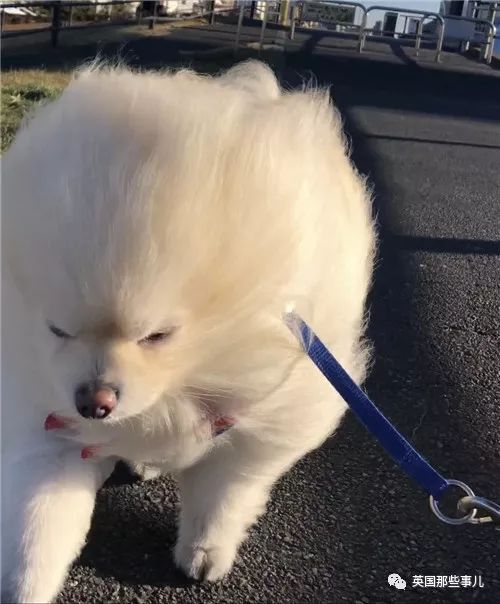 被吹成海豹也要出去玩儿!逆风而行的棉花糖博美,玩儿心也是很重了