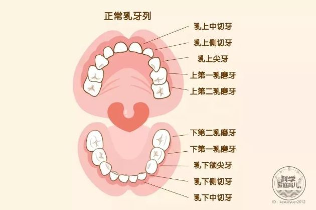 长大后会伴随我们一生的恒牙,一共有32颗(包括4颗智齿),比乳牙多12颗