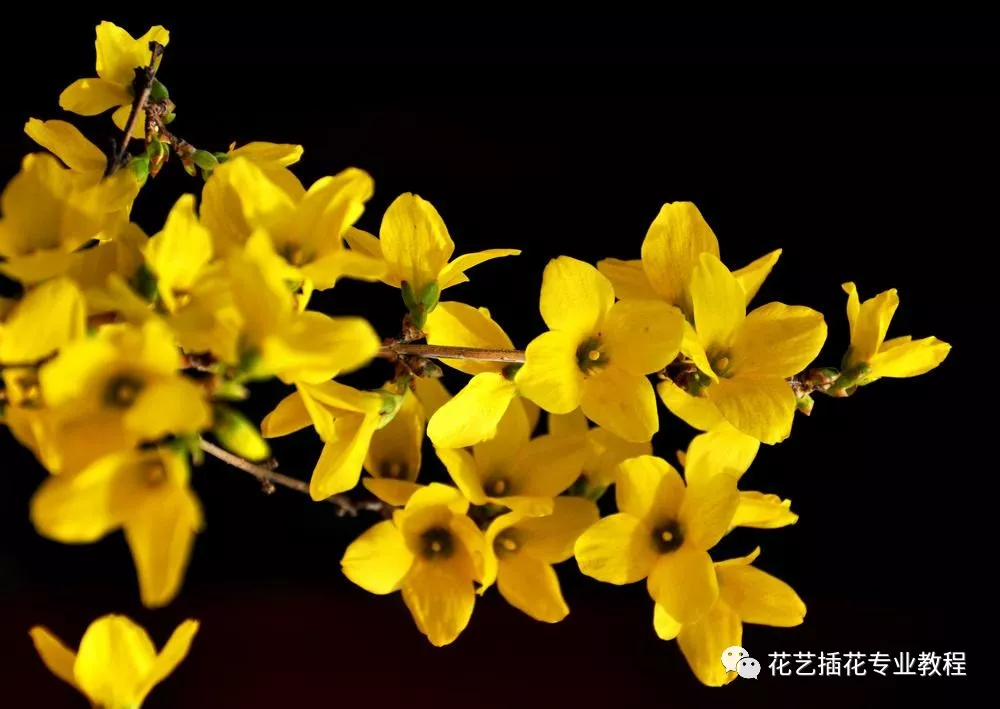 迎春花和连翘花有什么区别?
