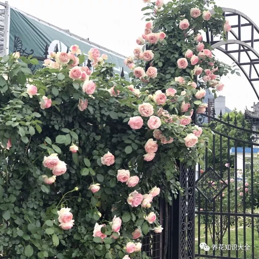 点击查看源网页