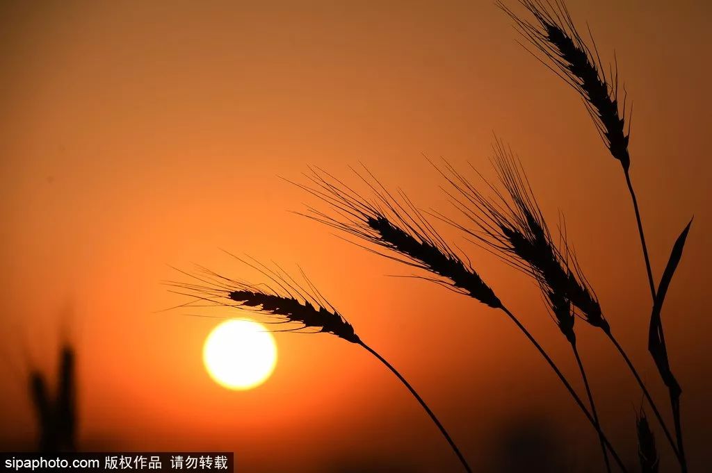 2019年05月21日 星期二 (己亥年(猪年)四月十七,今天是小满)