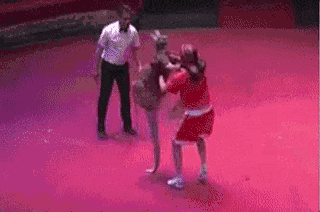 袋鼠干架有多野?