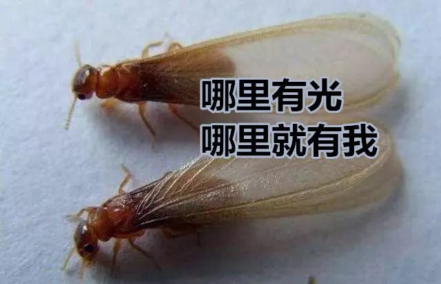 对付大水蛾
