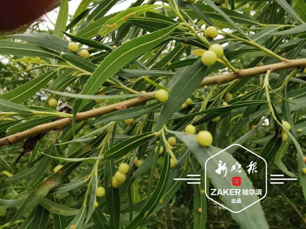 哈尔滨大剧院附近柳树叶上长了"豌豆"?真相让人竖汗毛