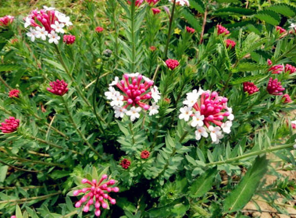 33e52cf1dcc641c1baf7600a2ae5df04.jpg 33e52cf1dcc641c1baf7600a2ae5df04.jpg