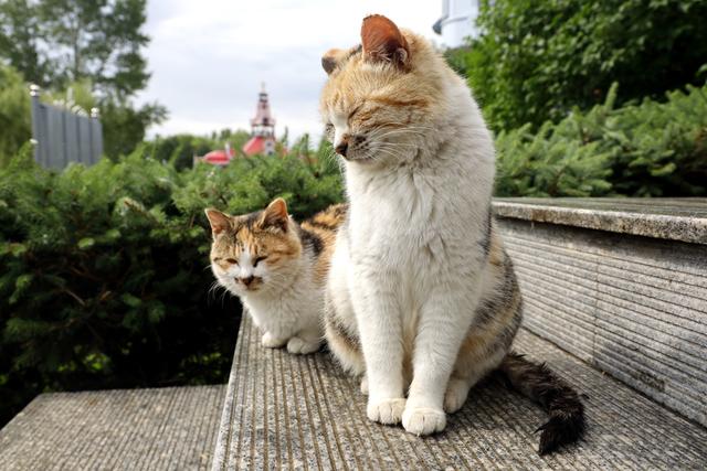 哈尔滨伏尔加庄园夏日风情,异国情调中的清凉假期