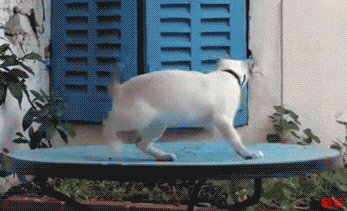 宠物gif图:生死对战!恐怖厮杀!胆小勿看