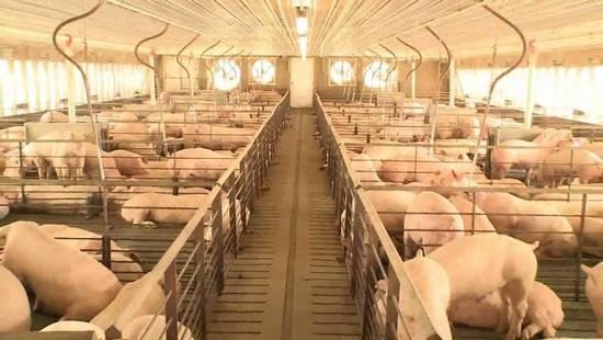 丁磊、马云之后,刘强东也要养猪!科技巨头凭什