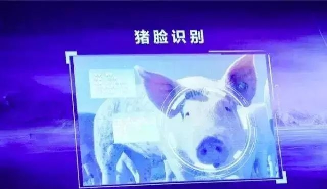 京东介入养猪业称成本能降低一半,D&G再道歉